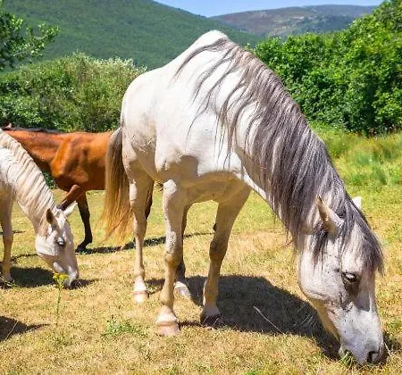 Calderon I * Branosera