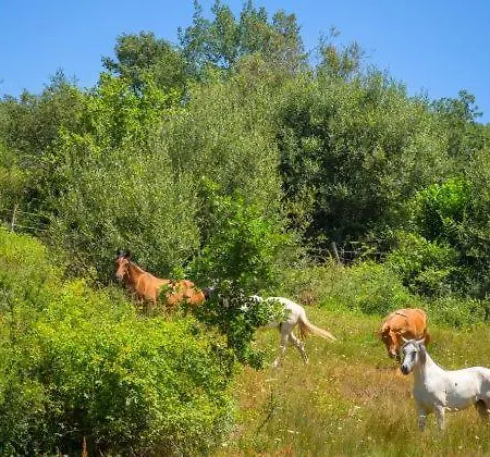 Tatil Evi Calderon I Branosera