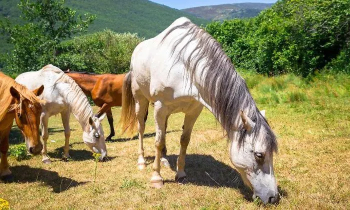 Calderon I * Branosera