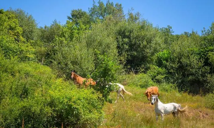 Ferienhaus Calderon I Branosera